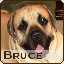 Bruce