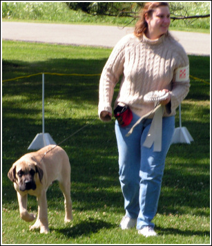 Bruce took a Group 4 at the Puppy Match