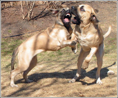 Lizzie & Bruce at Play