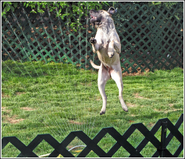 Morganna vs the Sprinkler